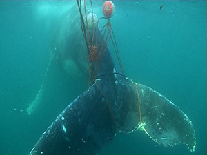 魚網に絡まってしまったクジラ